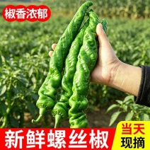（宁夏螺丝椒）珑椒/各种鲜辣椒/产地直发/保质保量发货