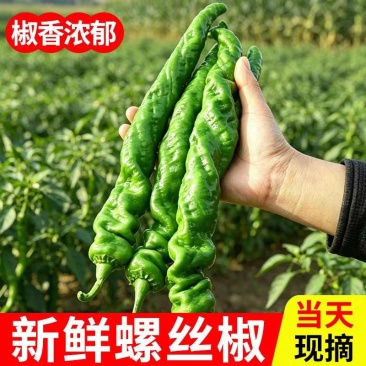 （宁夏螺丝椒）珑椒/各种鲜辣椒/产地直发/保质保量发货