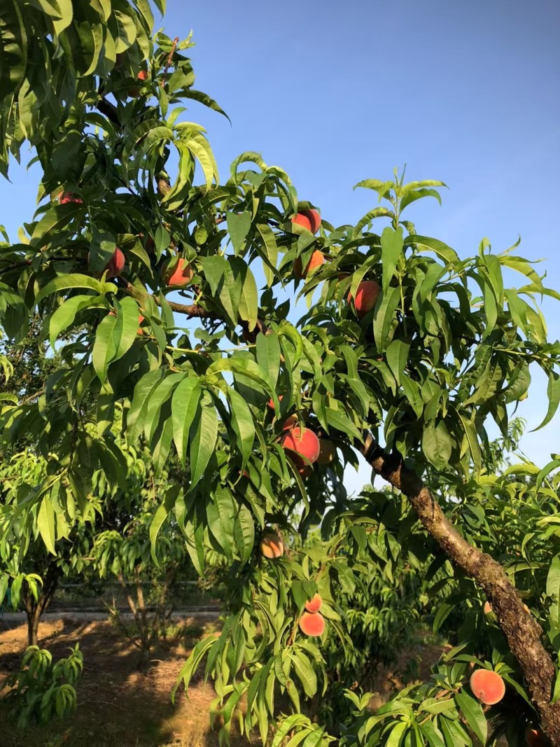 高山早桃脆甜可口硬桃