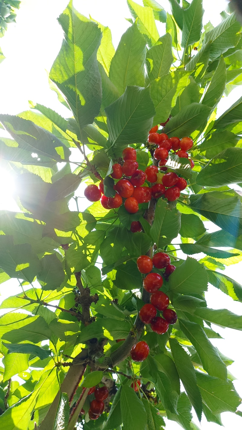 红灯樱桃