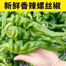 （宁夏螺丝椒）珑椒/各种鲜辣椒/产地直发/保质保量发货