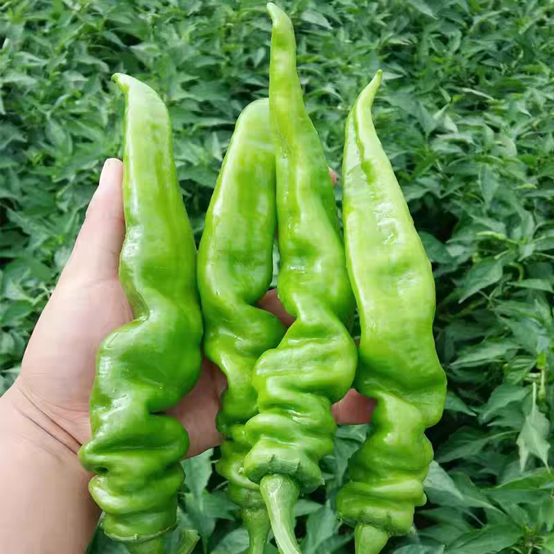（宁夏螺丝椒）珑椒/各种鲜辣椒/产地直发/保质保量发货