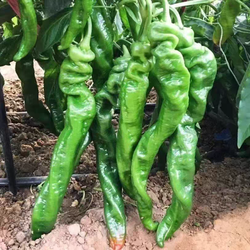 （宁夏螺丝椒）珑椒/各种鲜辣椒/产地直发/保质保量发货