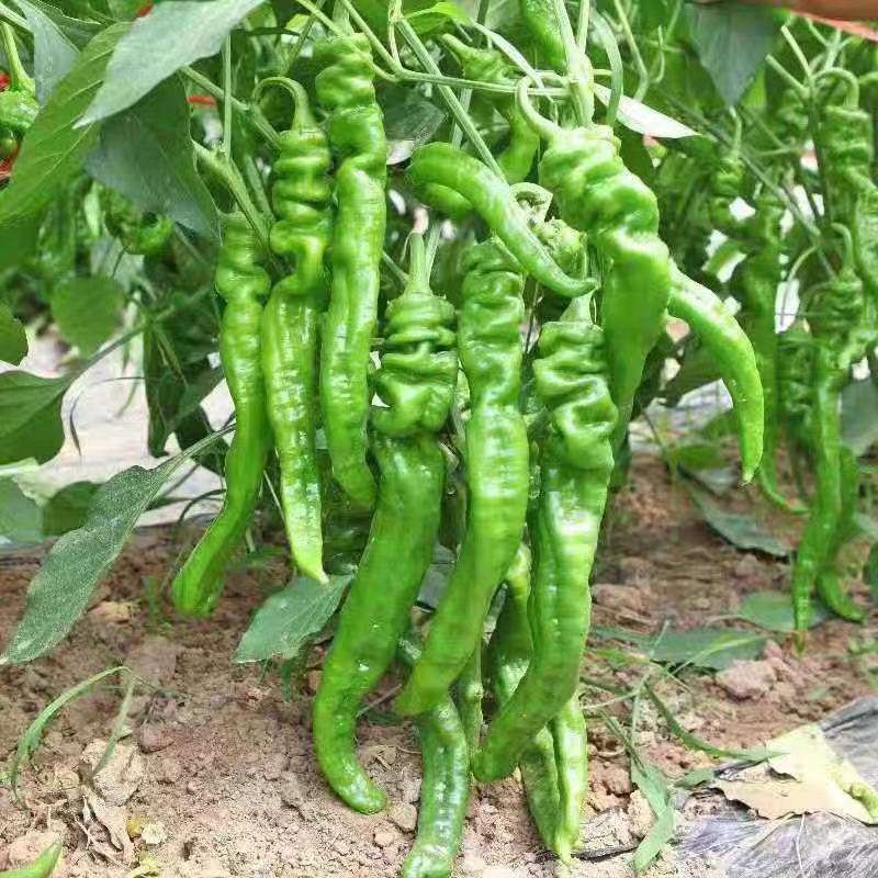 （宁夏螺丝椒）珑椒/各种鲜辣椒/产地直发/保质保量发货