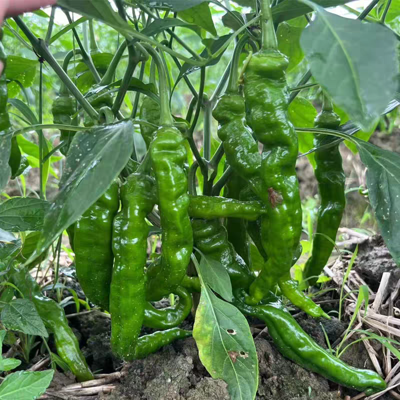 （宁夏螺丝椒）珑椒/各种鲜辣椒/产地直发/保质保量发货