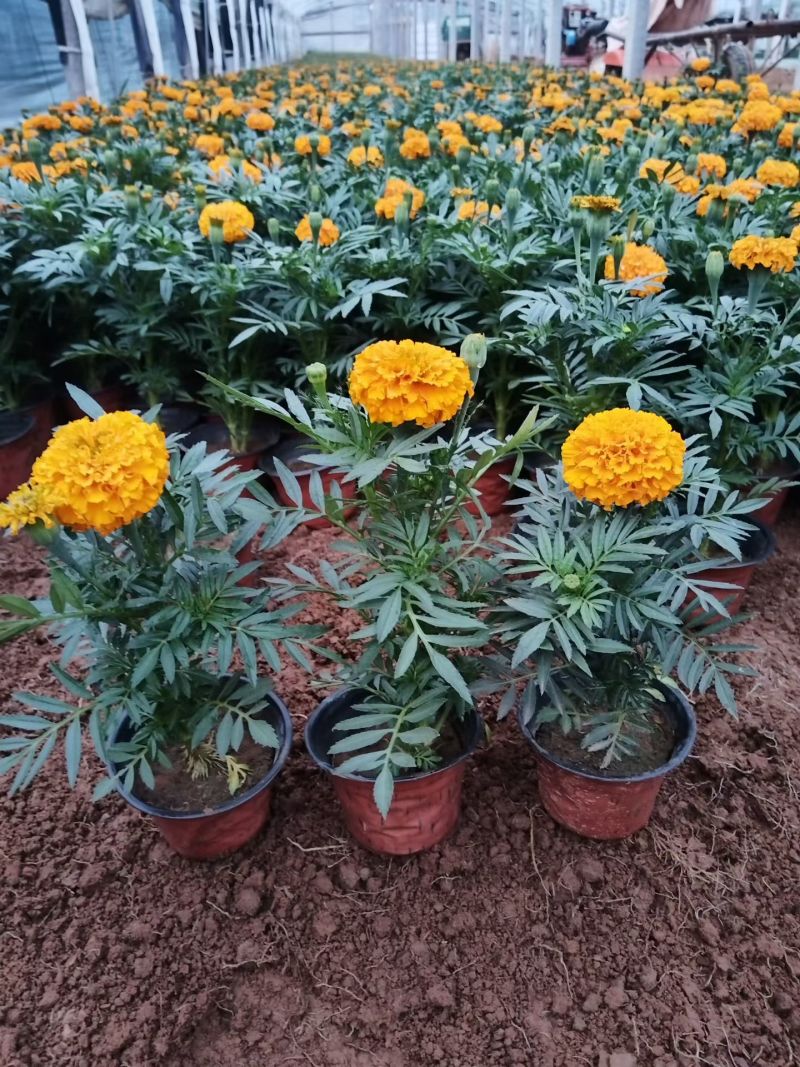 万寿菊