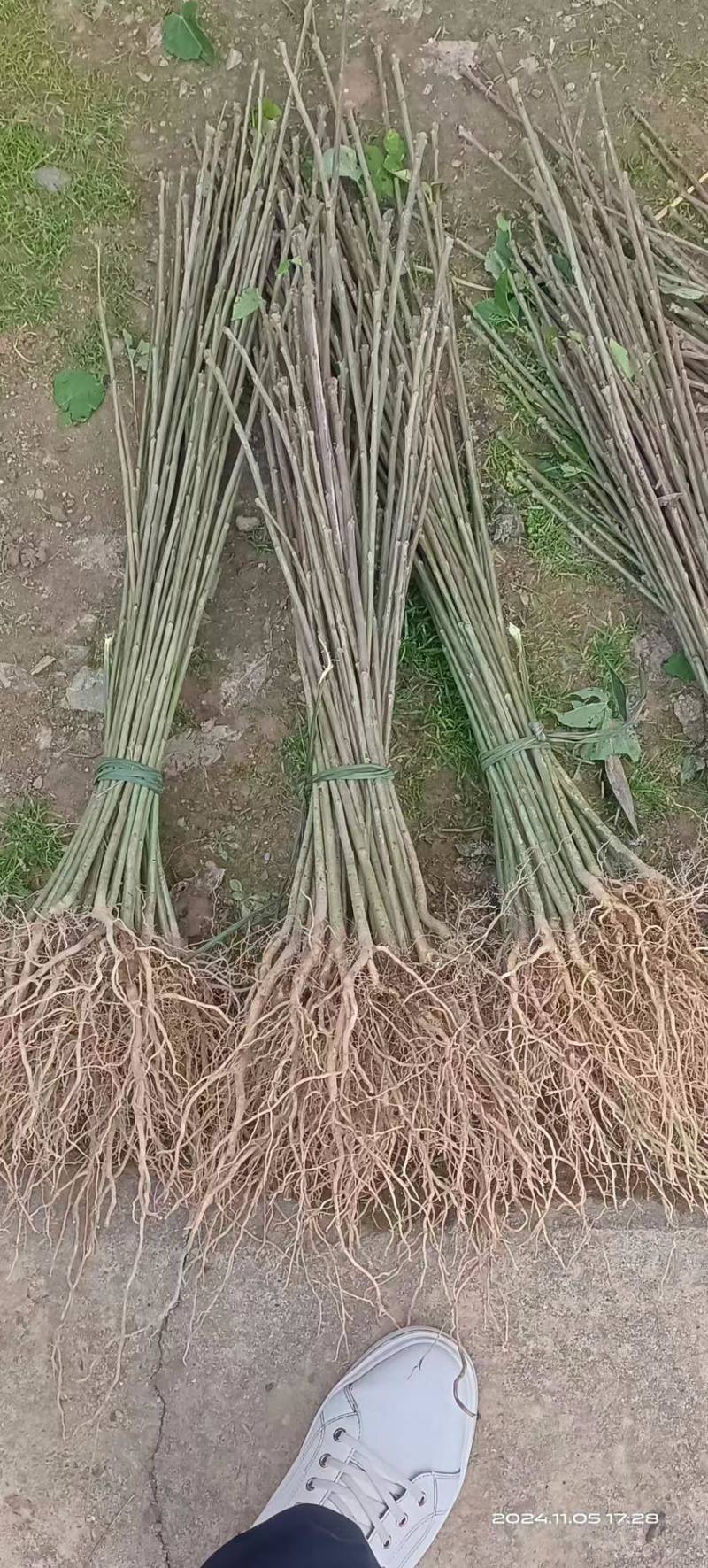 山桐子苗根苗粗壮无烂根成活率高产地直供欢迎来电