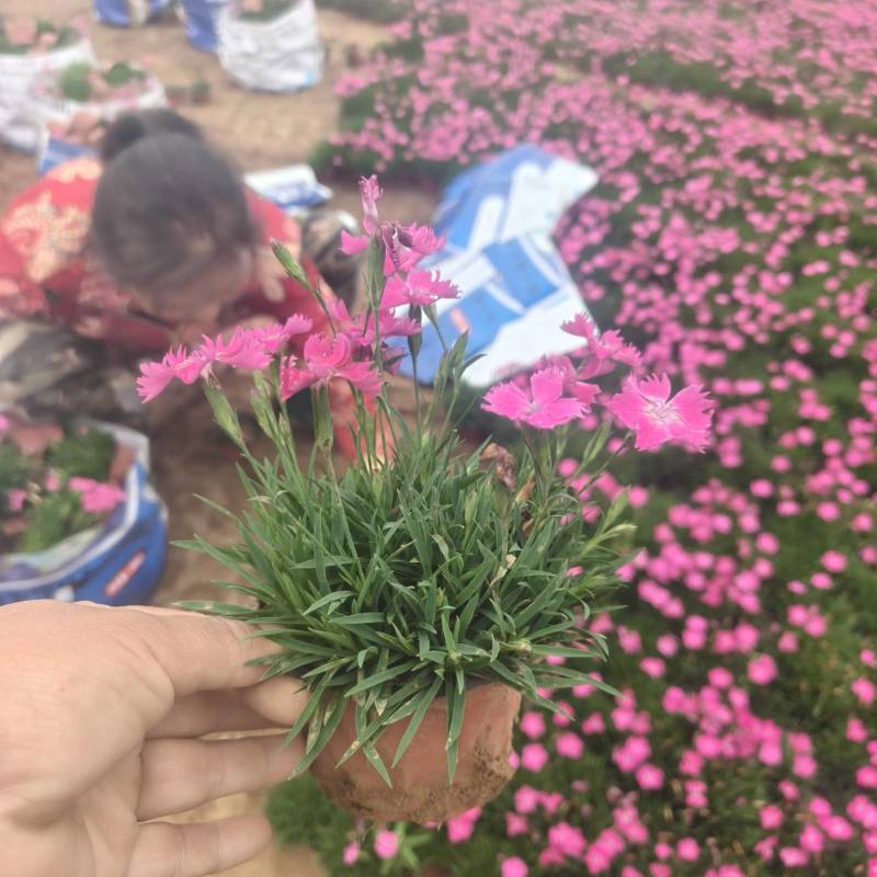 欧石竹