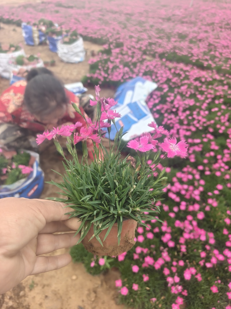 欧石竹
