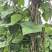 满江红四季豆大量上市，条形好，漂亮货，价格美丽