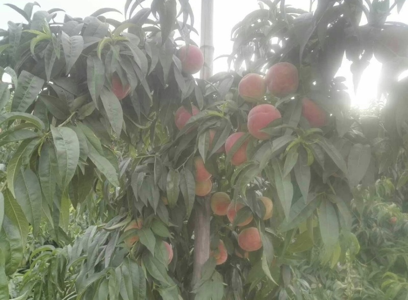 【精品】运城桃子红不软桃大量上市产地直供价格美丽
