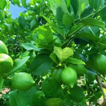 广东香水柠檬一级果