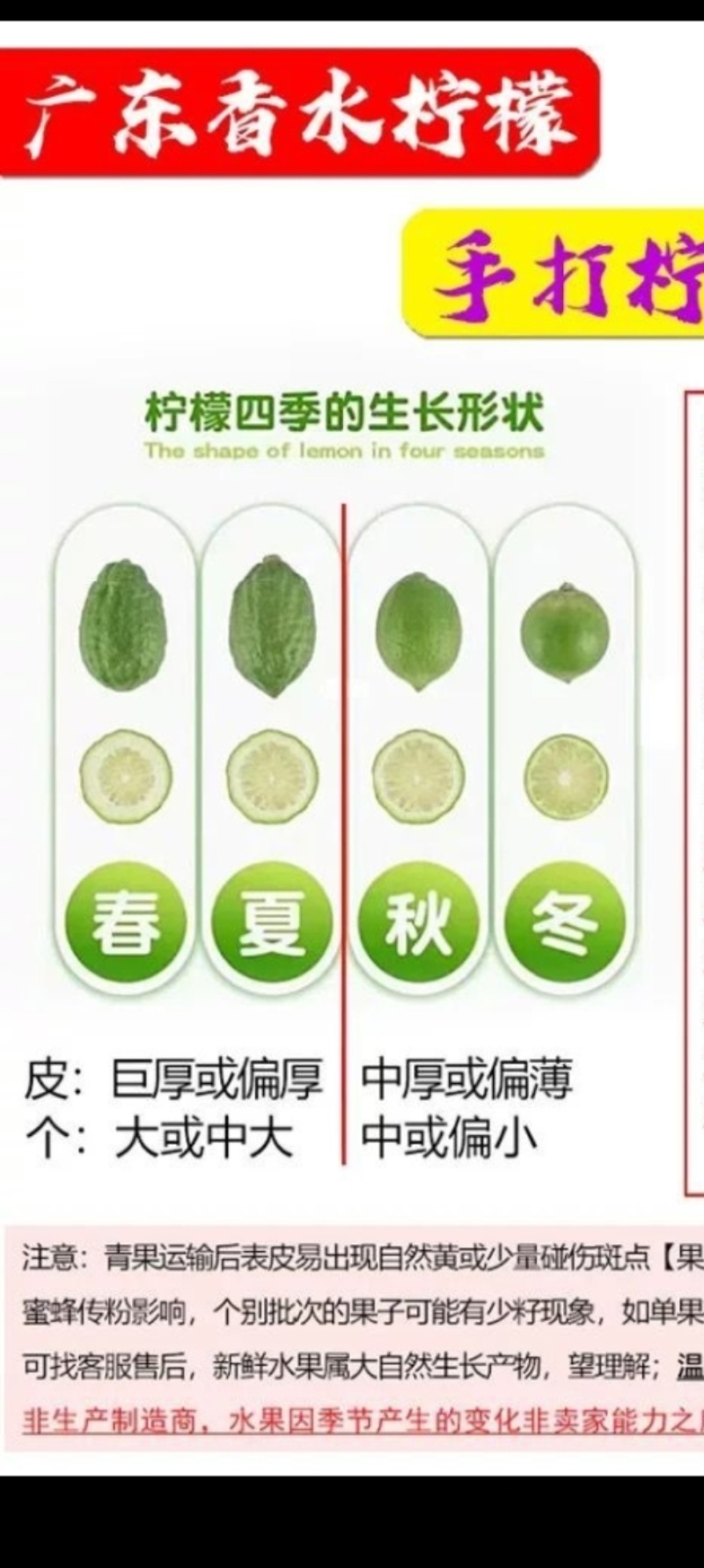 广东香水柠檬一级果