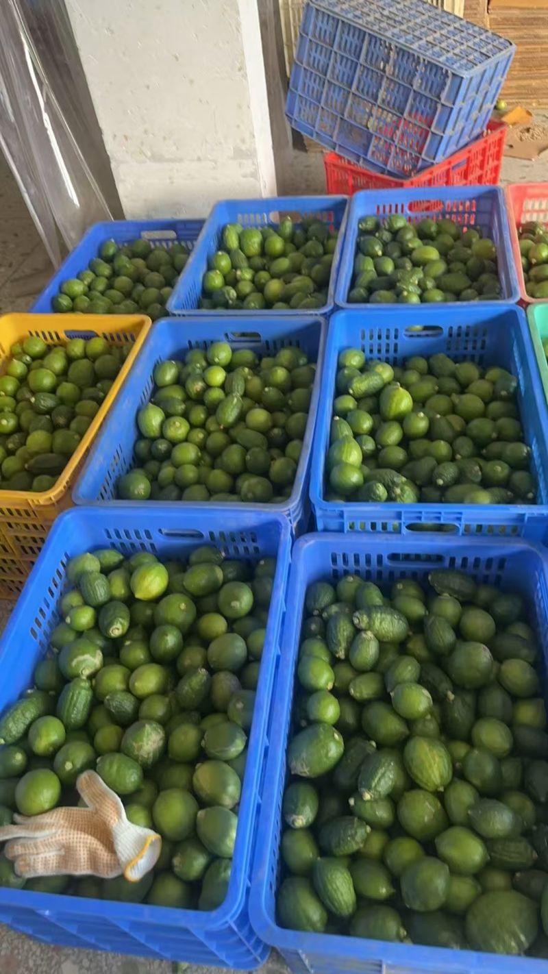 广东香水柠檬一级果