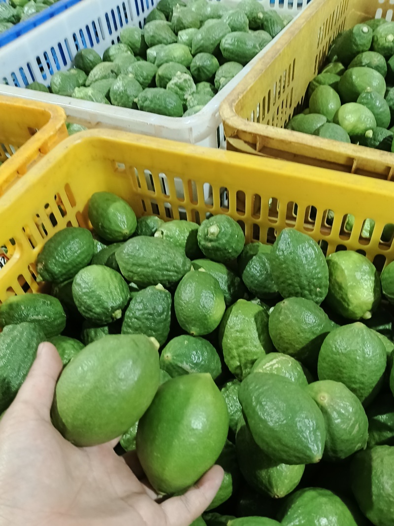 广东香水柠檬一级果