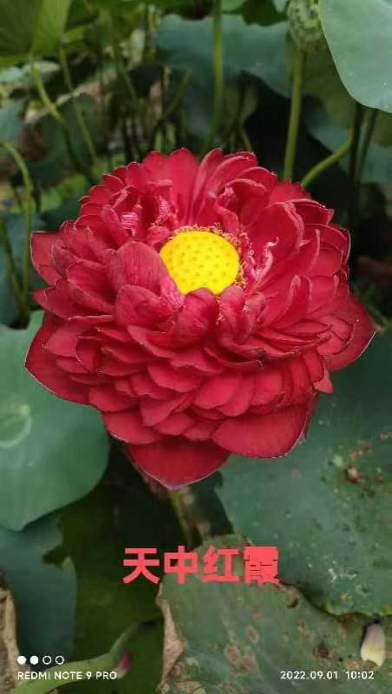 精品荷花大量有货
