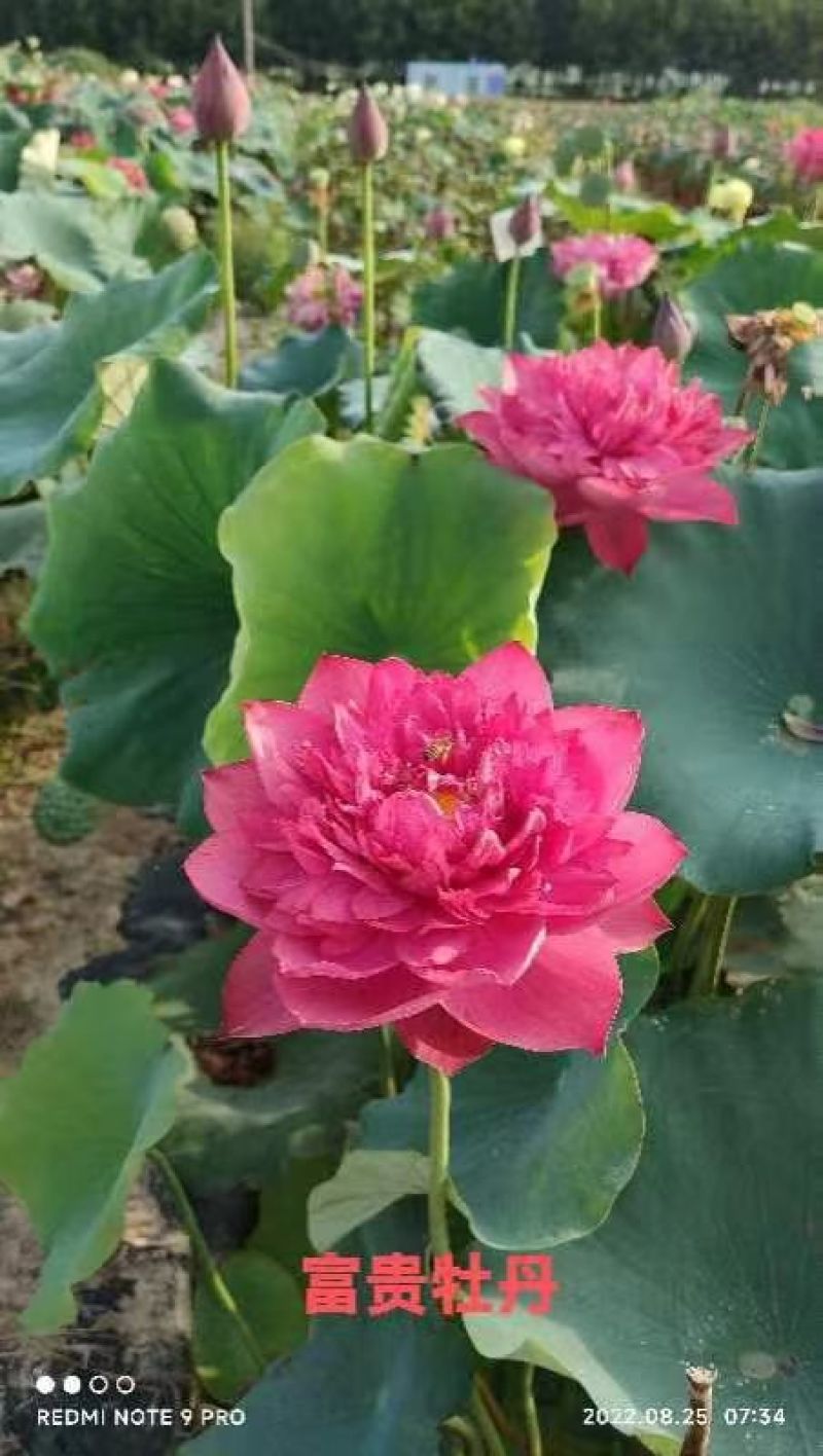 精品荷花大量有货