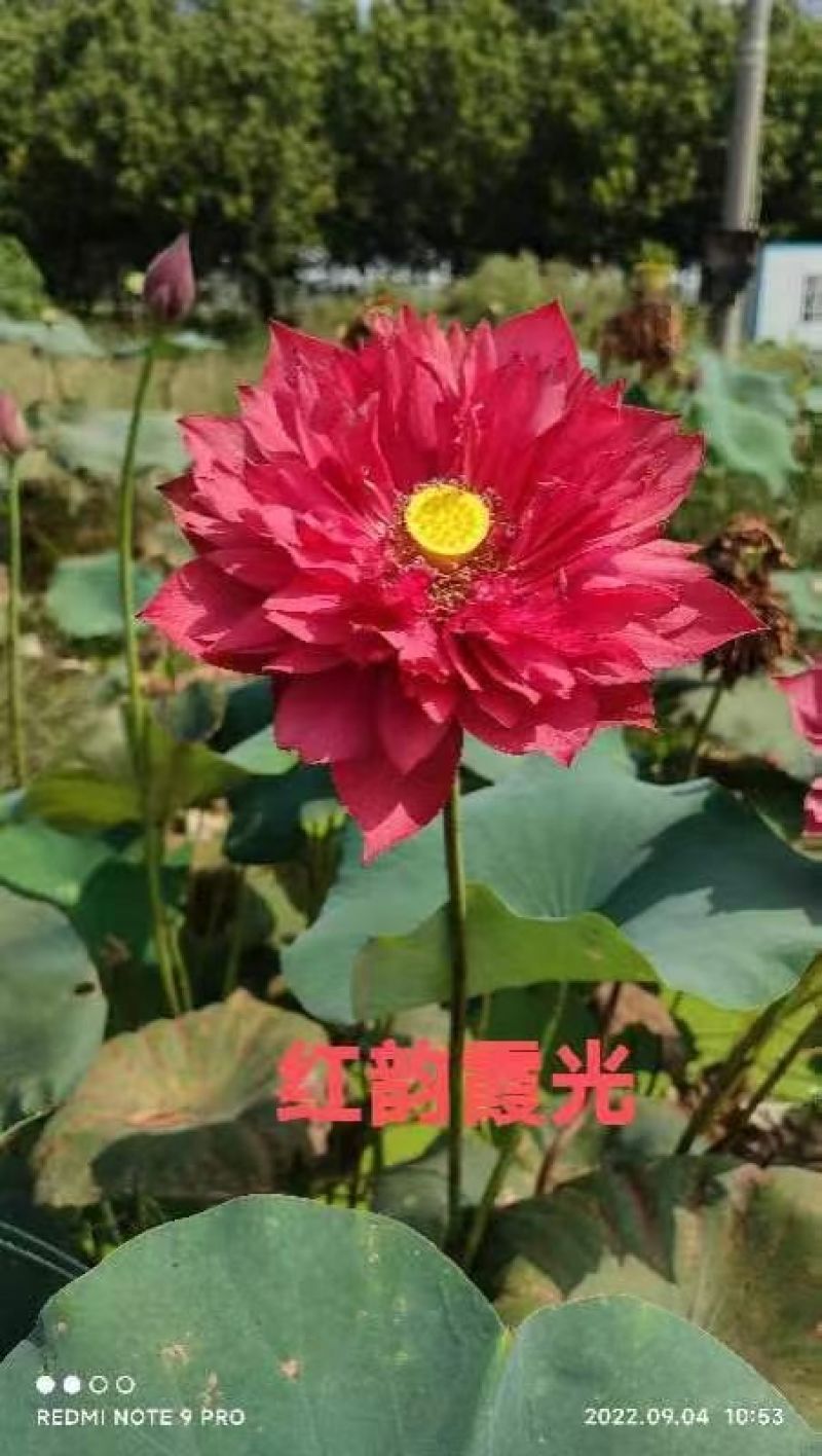 精品荷花大量有货