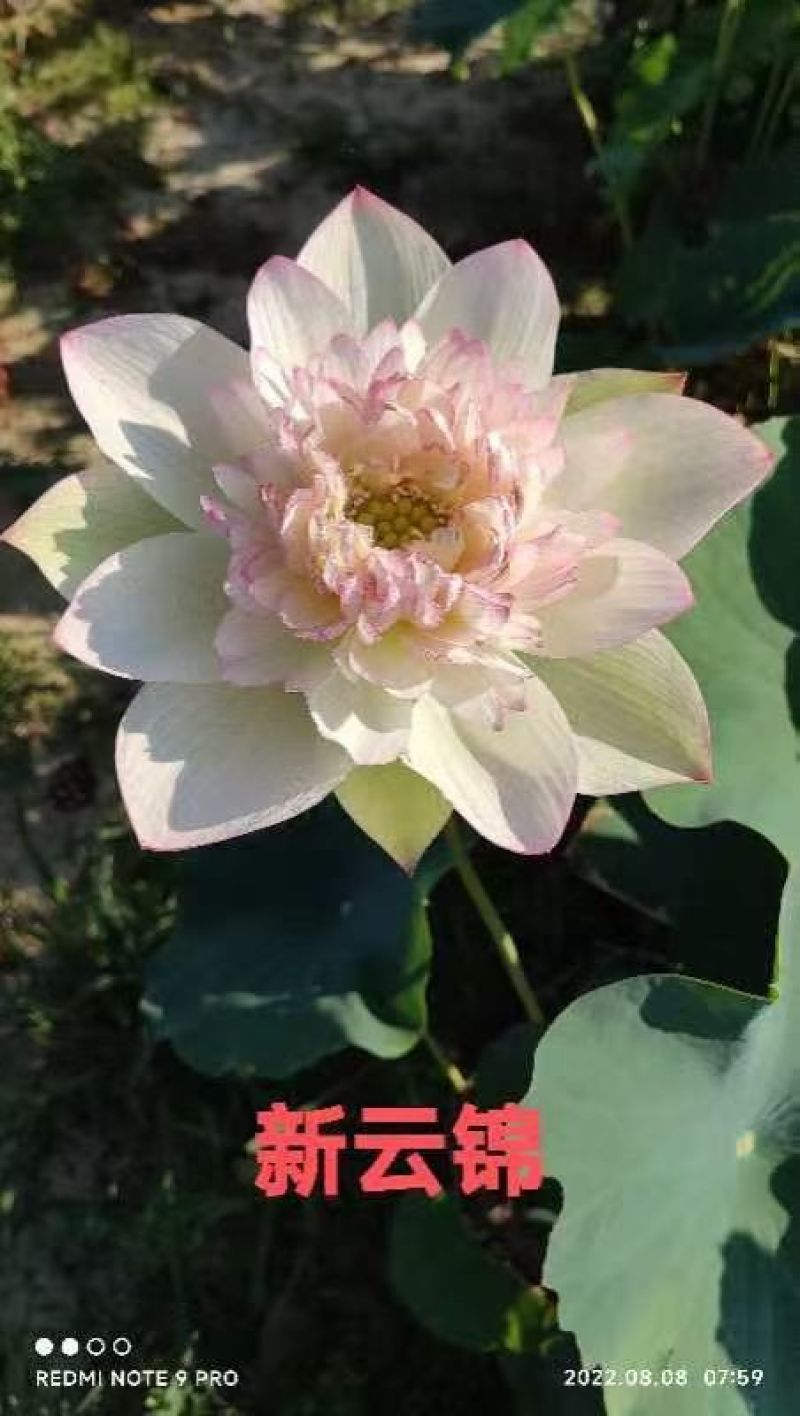 精品荷花大量有货