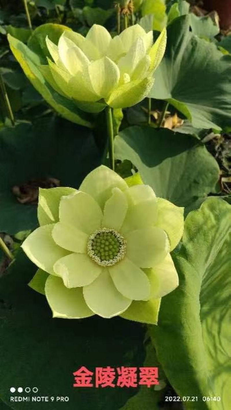 精品荷花大量有货