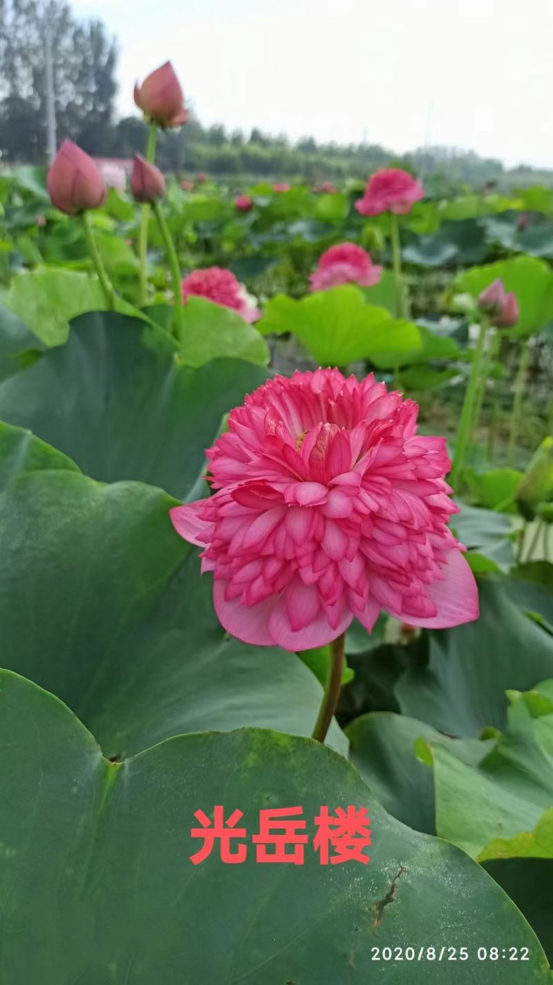 精品荷花大量有货