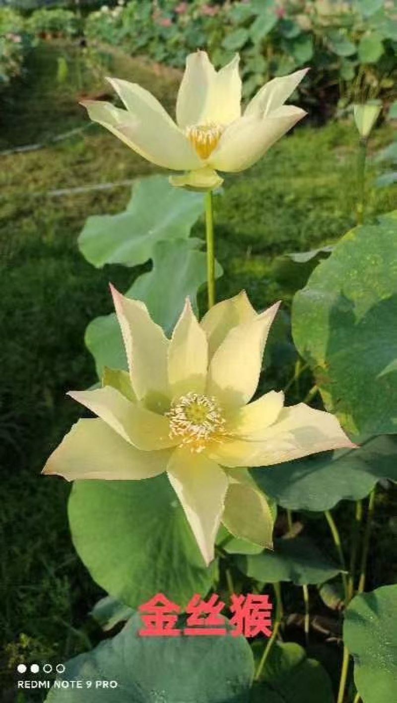 精品荷花大量有货