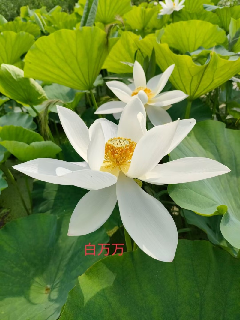 精品荷花大量有货