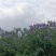 蓝花楹