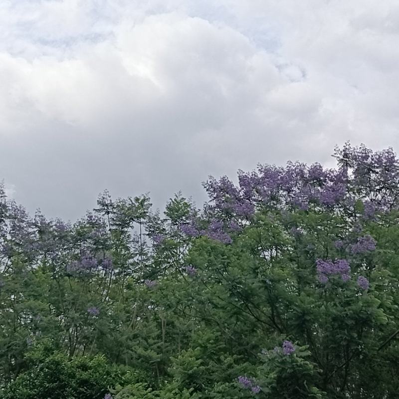 蓝花楹