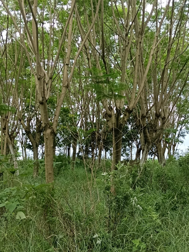 蓝花楹