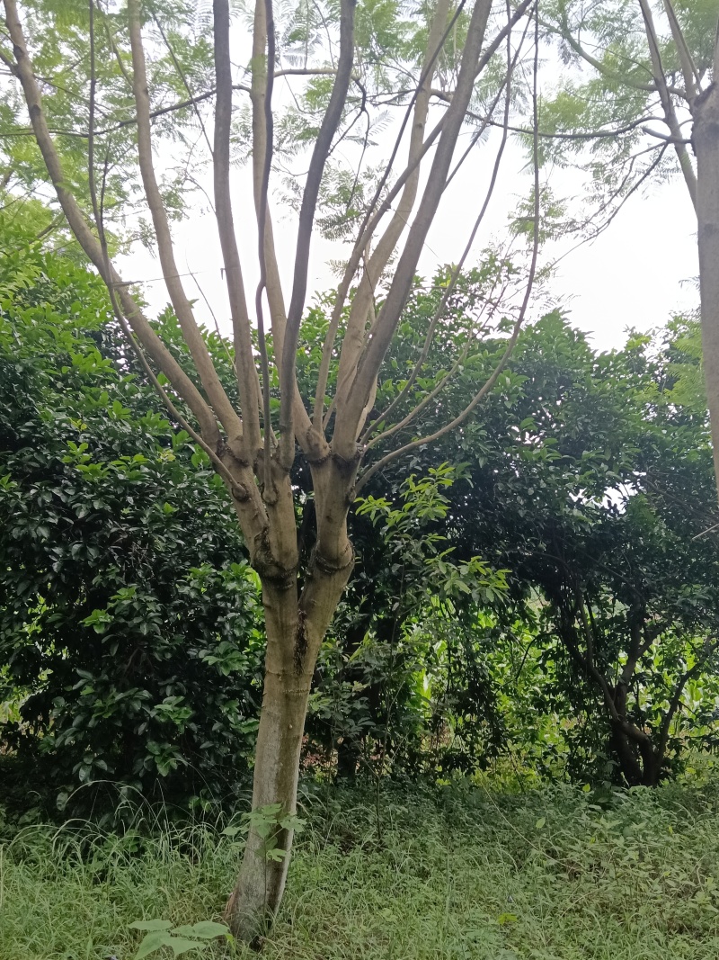 蓝花楹