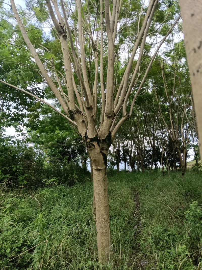 蓝花楹