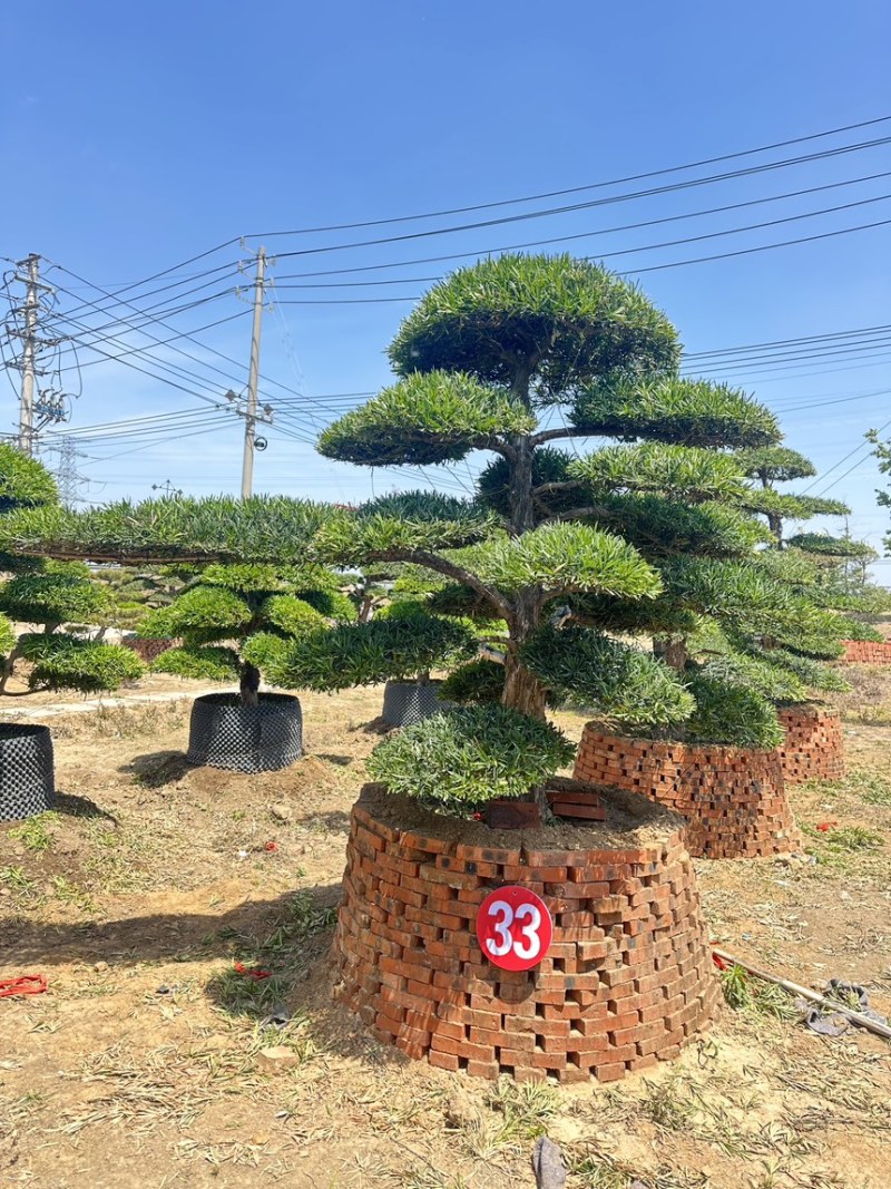 庭院造型树精品罗汉松景观造型树