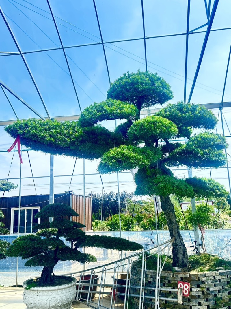 庭院造型树精品罗汉松景观造型树