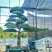 庭院造型树精品罗汉松景观造型树