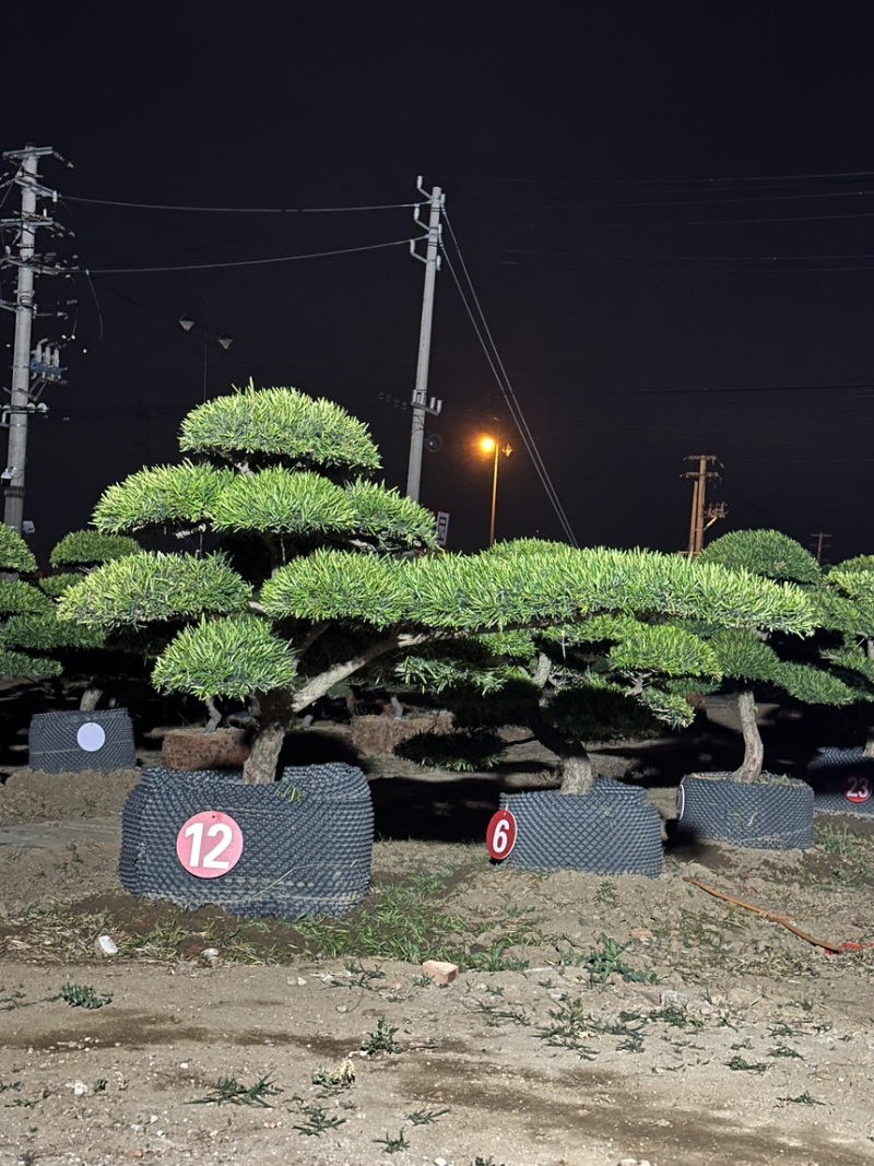 庭院造型树精品罗汉松景观造型树