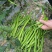 精品8号线椒大型辣椒种植基地现货大量上市