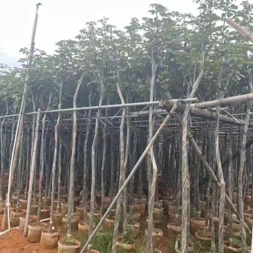 高杆桂花3--4分大量现货