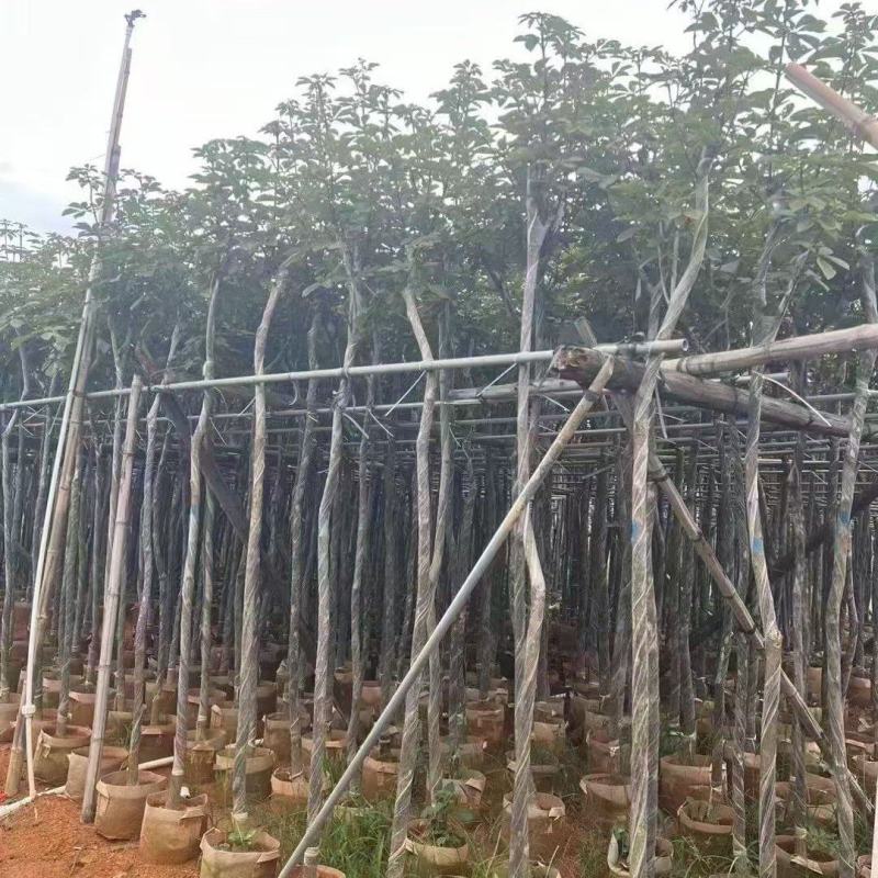 高杆桂花3--4分大量现货