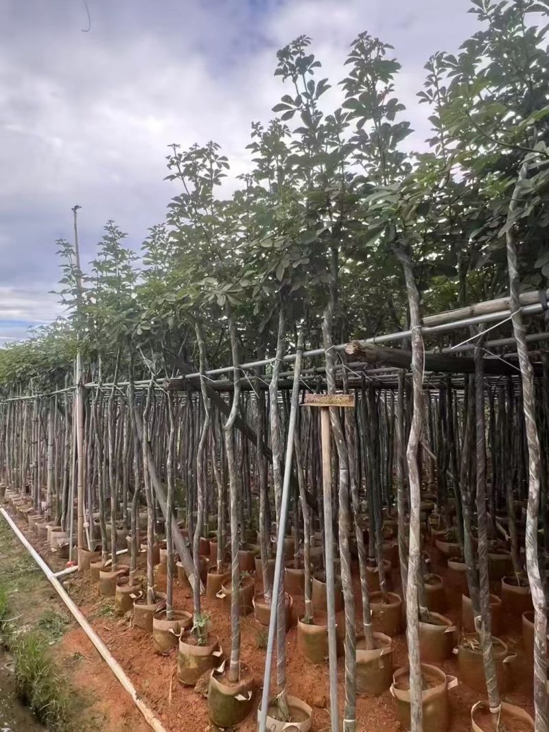 高杆桂花3--4分大量现货