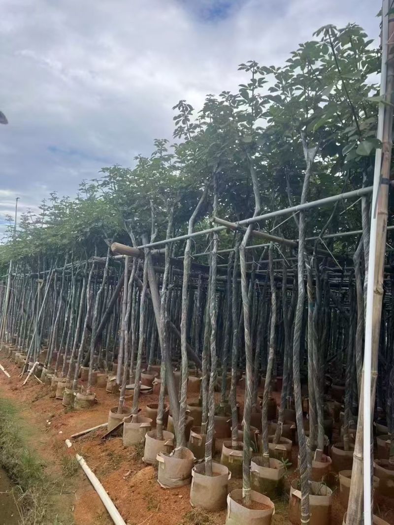 高杆桂花3--4分大量现货