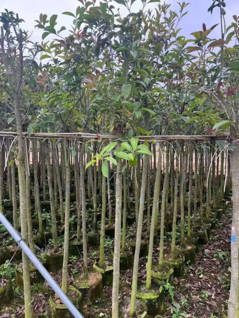 高杆桂花3--4分大量现货