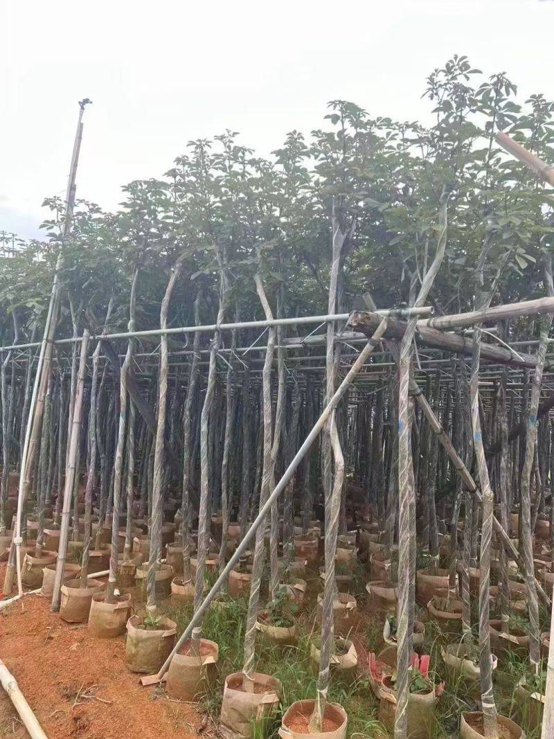 高杆桂花3--4分大量现货