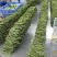 云南大理贡菜干产地直供自家工厂量大从优