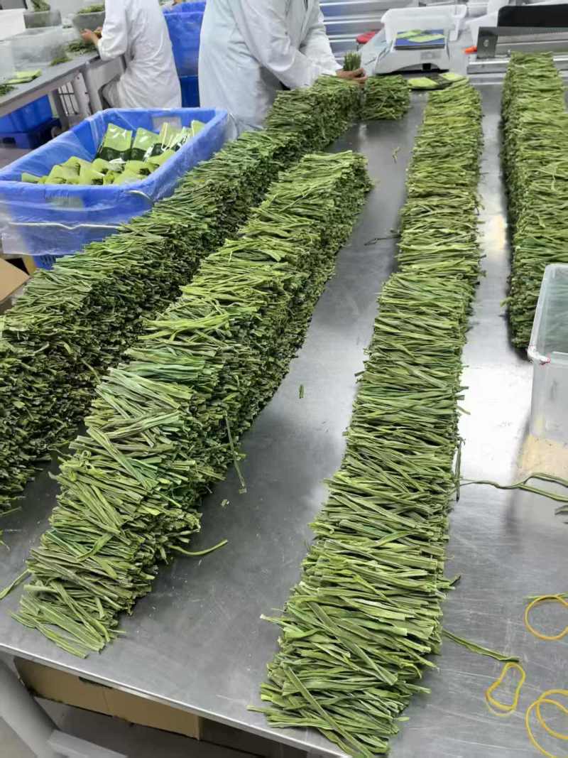 云南大理贡菜干产地直供自家工厂量大从优
