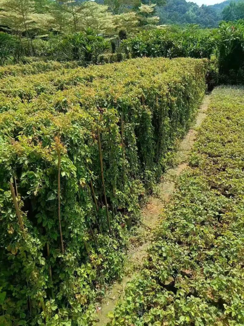 爬山虎80至1米高