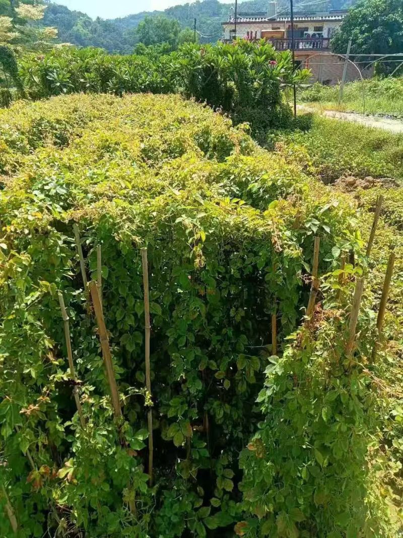 爬山虎80至1米高