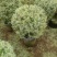 花叶女贞球80-100高