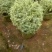 花叶女贞球80-100高