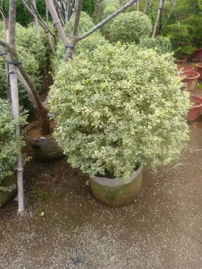 花叶女贞球80-100高
